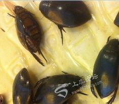 广州蟑螂吃瓜,瓜果成盘中美味