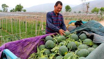 毓文吃瓜,揭秘娱乐圈幕后故事