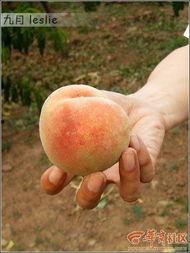 江西吃瓜交友,解锁赣味人生，邂逅趣味伙伴