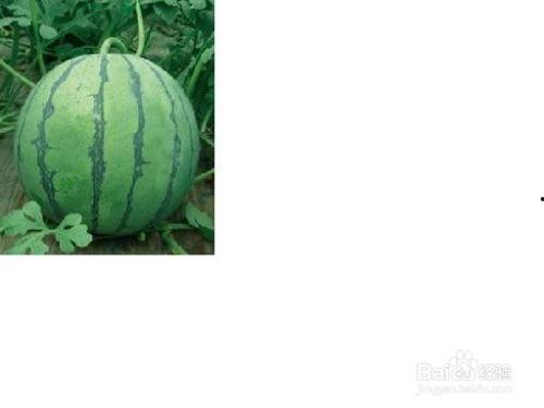 仙居吃瓜事件,一场网络热议背后的真相揭秘