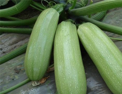 吃小瓜有什么作用,养生保健新发现