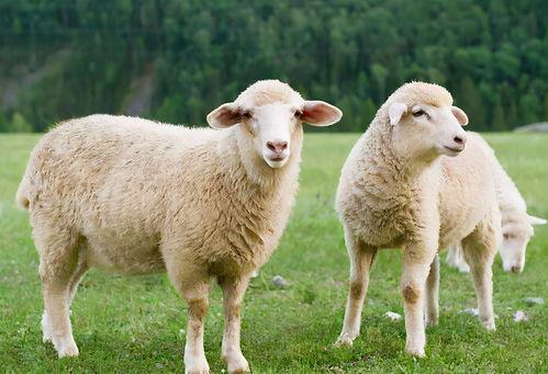 吃瓜视频最全观看三只羊的视频,趣味横生的欢乐时光