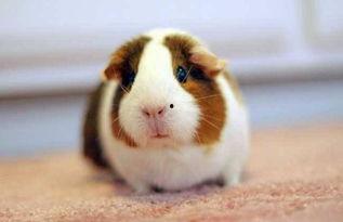 荷兰猪吃凉瓜好吗视频,荷兰猪适宜食用凉瓜的实证分析