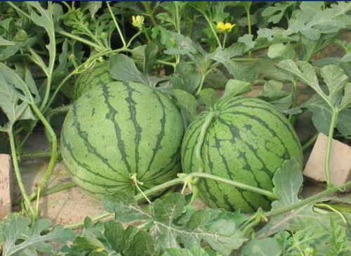 潍坊吃霸王瓜事件视频,一场关于公平交易的公共风波