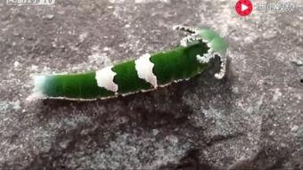 动物吃瓜的搞笑视频大全,动物界的欢乐喜剧时刻