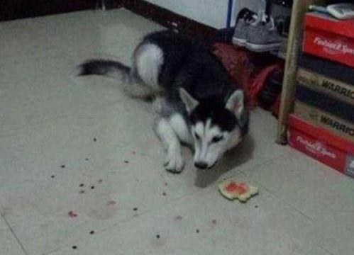 二哈吃瓜群众惊恐视频,萌宠意外成焦点